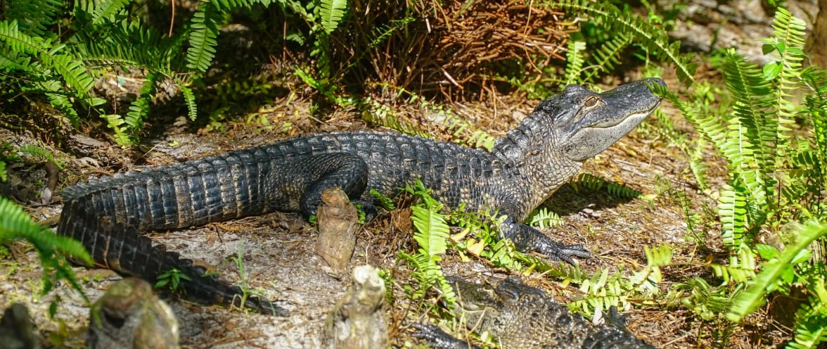 Image of Alligator Talk