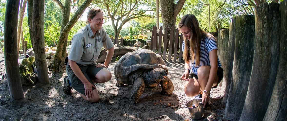 Image of Aldabra Tortoise Talk