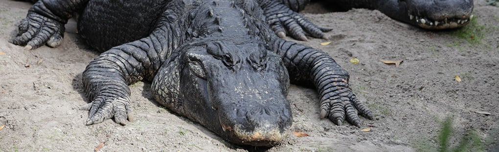 Image of Alligators