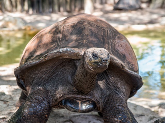 Image of Aldabra Tortoises