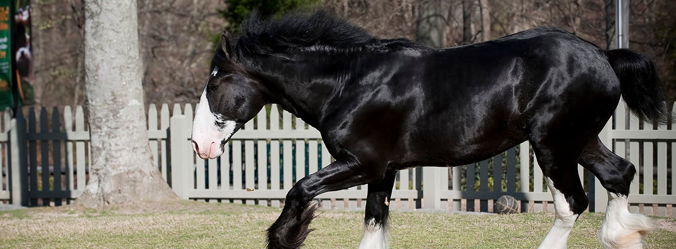 Image of Clydesdale Horses