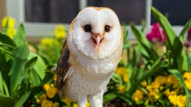 Image of Barn Owl Trainer Talks at Highland Stables