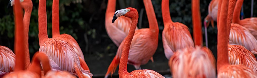 Image of Flamingo Cove