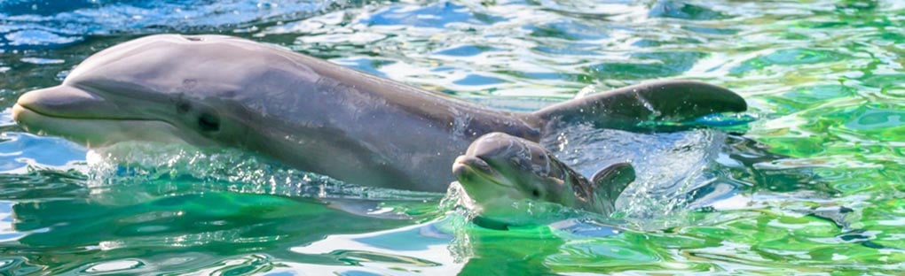 Image of Dolphin Nursery