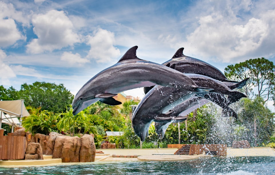 Image of Dolphin Adventures