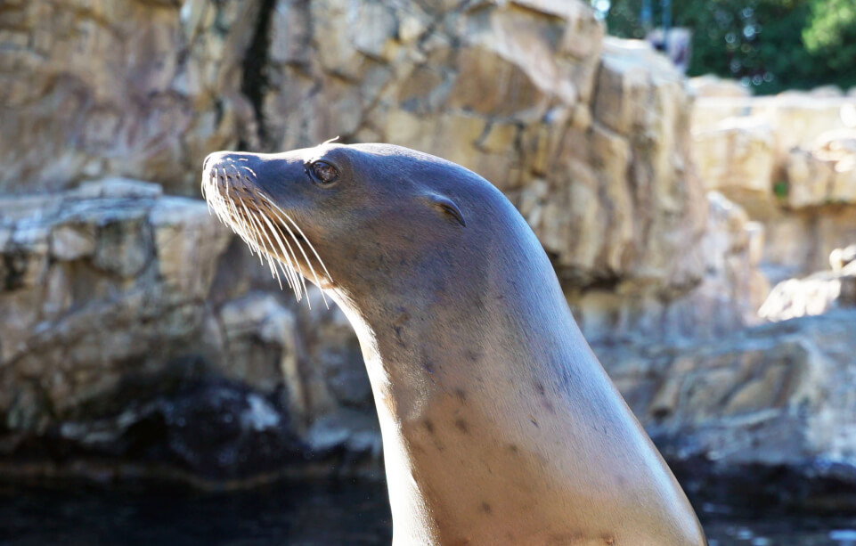 All shows at Seaworld Orlando - Themeparkplanner