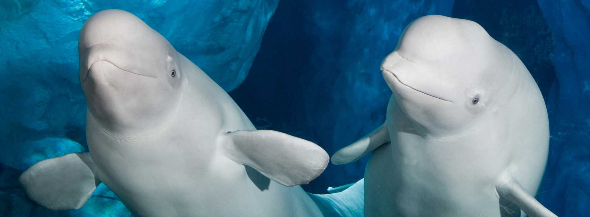 Image of Beluga Whales Up-Close Tour