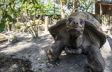 Image of Aldabra Tortoise Tour