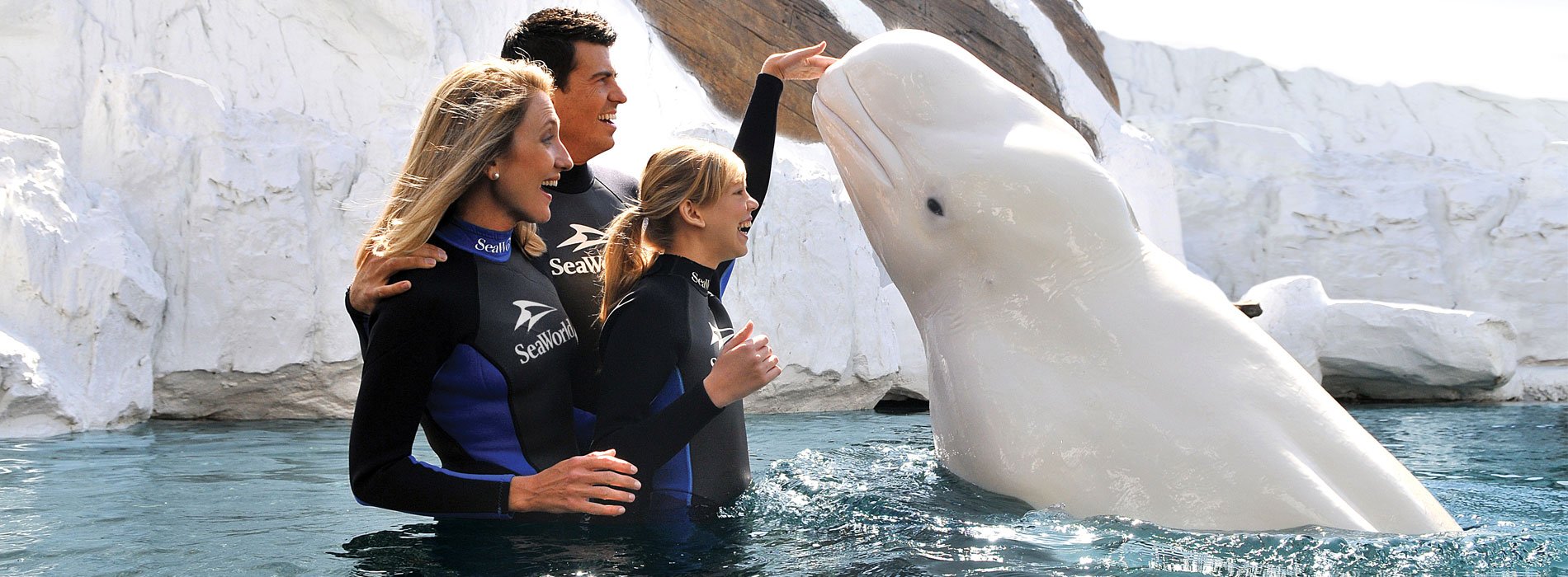 Image of Beluga Interaction Program