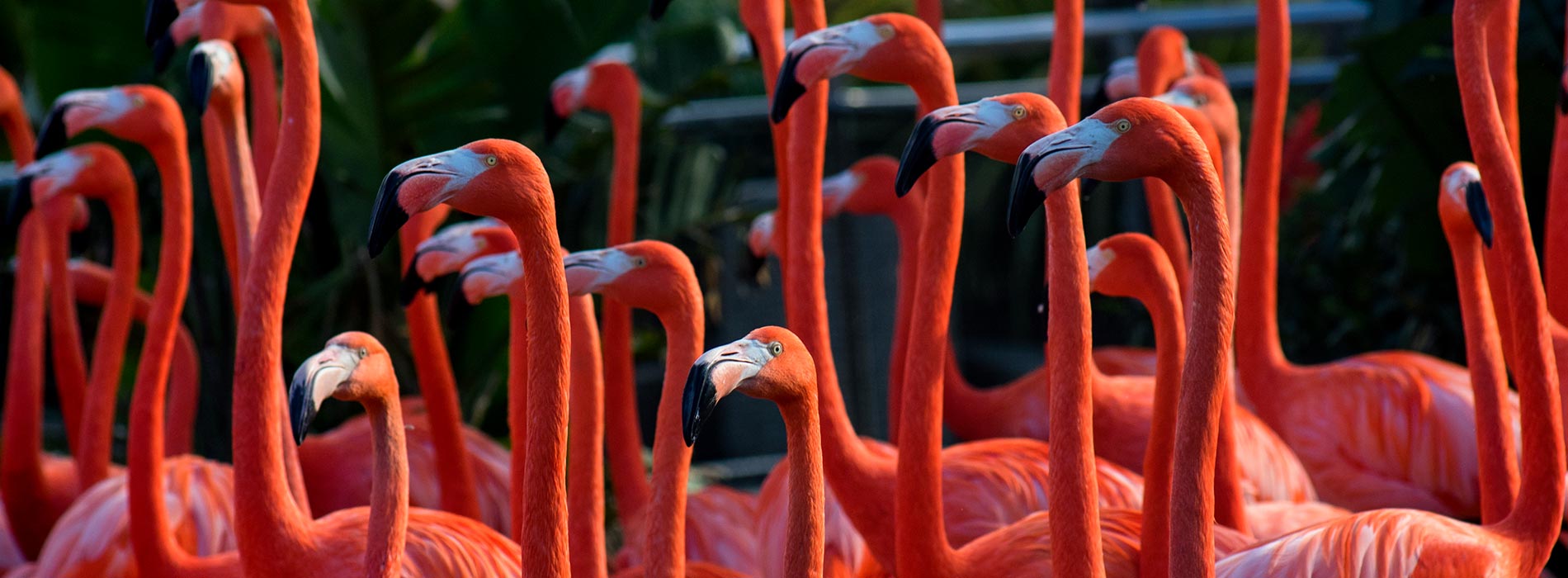 Image of Flamingo Up-Close Encounter