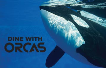 Image of Dine with Orcas