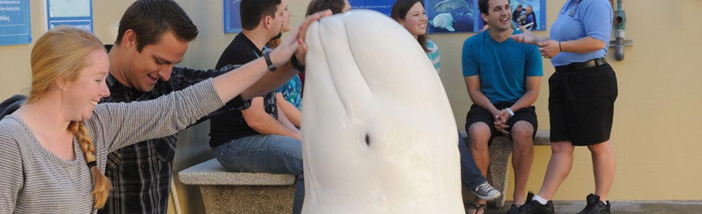 Image of Beluga Up-Close Encounter