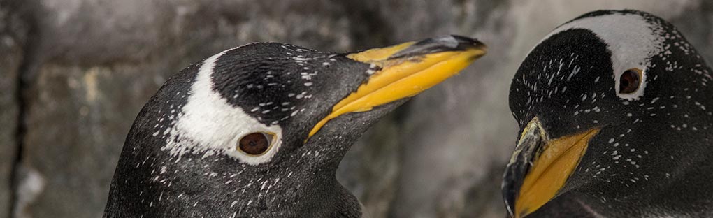 Image of Aviculturist Talk inside Penguin Encounter