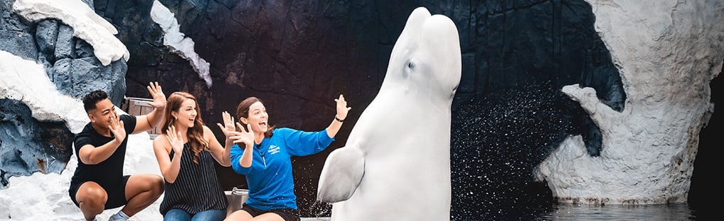 Image of Beluga Whale Keepers at Wild Arctic