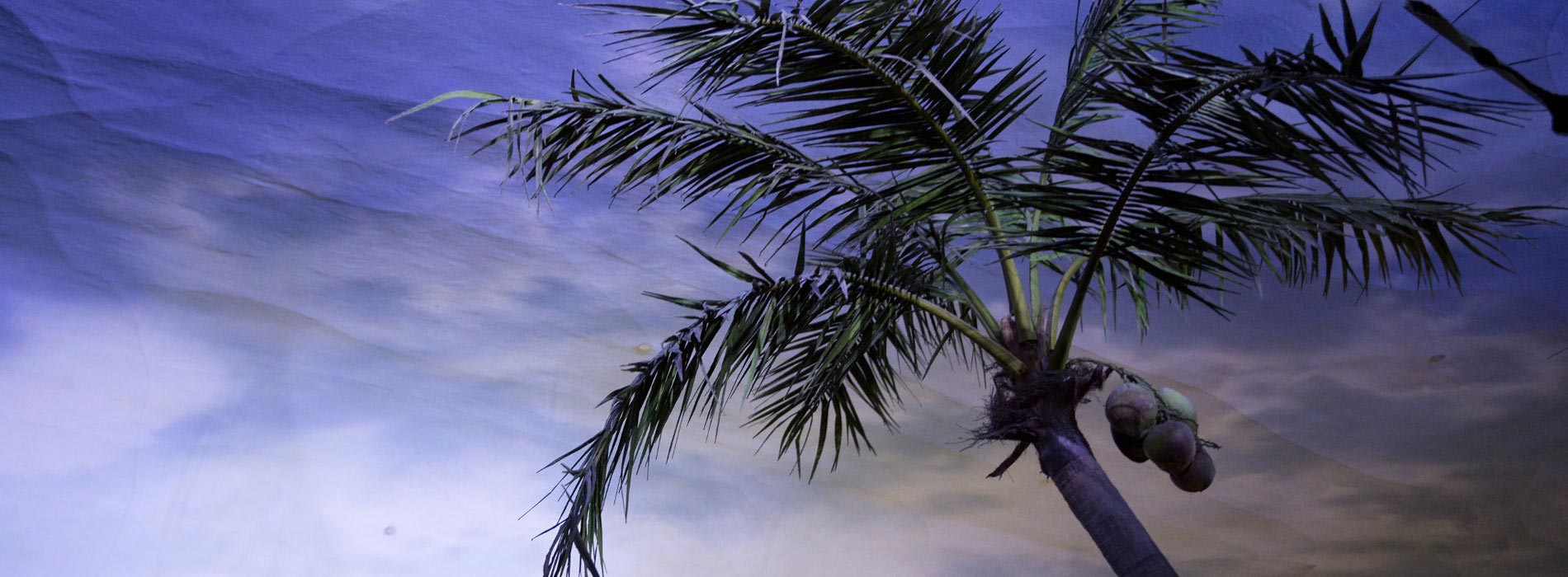 Enjoy beautiful scenery at SeaWorld San Diego