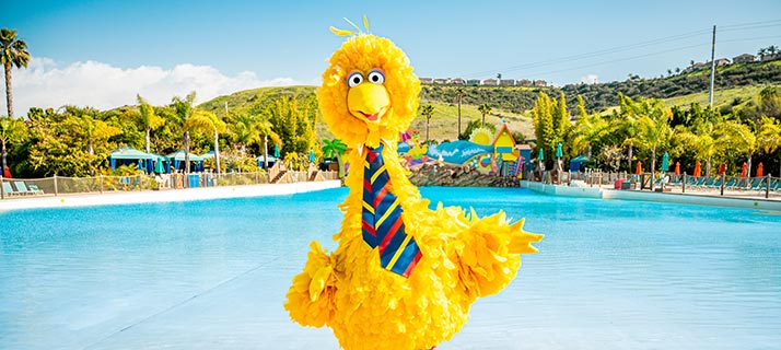 Big Bird at the beach.
